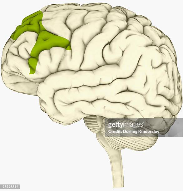 illustrations, cliparts, dessins animés et icônes de digital illustration of lateral prefrontal cortex involved in decision making highlighted in green in human brain - cervelet