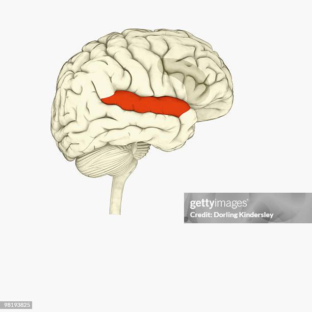 Anterior Cingulate Cortex StockFotos und Bilder Getty Images