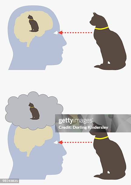 ilustraciones, imágenes clip art, dibujos animados e iconos de stock de digital illustration of monism and dualism in human brain - cerebro animal