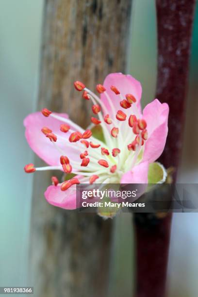 peach blossom - mary peach 個照片及圖片檔