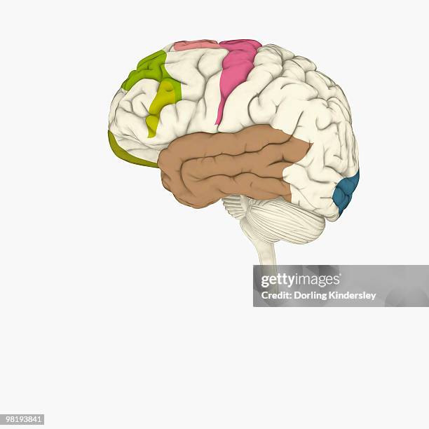 digital illustration of crucial parts of highlighted in human brain - cerebral cortex stock illustrations