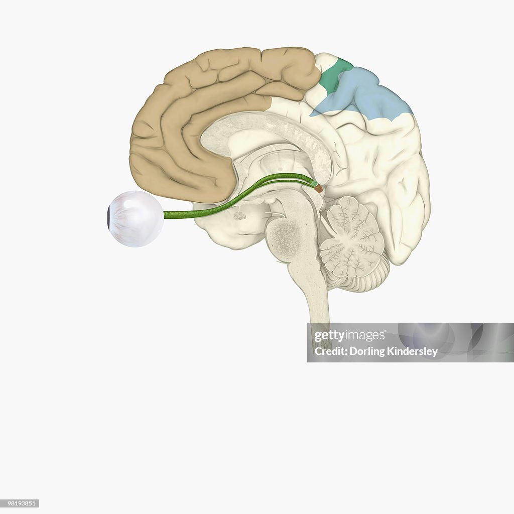Digital illustration of various areas of cortex in human brain receiving input from sense organs