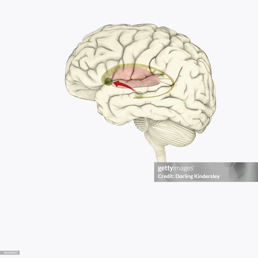 Digital illustration of direction of dopamine flow, nucleus accumbens, basal ganglia and ventral tegmental area highlighted in human brain