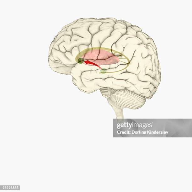 digital illustration of direction of dopamine flow, nucleus accumbens, basal ganglia and ventral tegmental area highlighted in human brain - nucleus accumbens stock illustrations