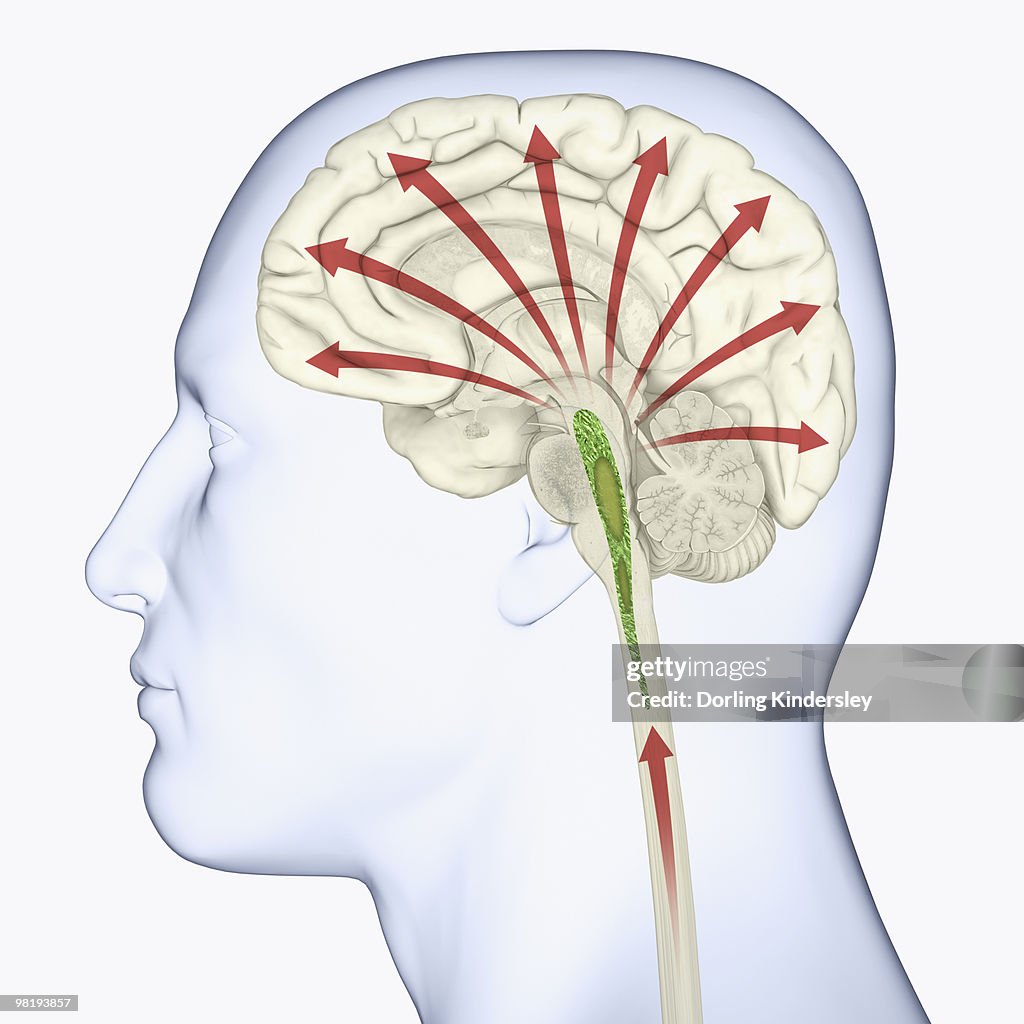 Digital illustration of head in profile showing direction of activating signals to cerebral cortex received from reticular activating system via thalamus