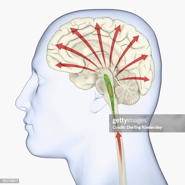 stockillustraties, clipart, cartoons en iconen met digital illustration of head in profile showing direction of activating signals to cerebral cortex received from reticular activating system via thalamus - diencephalon