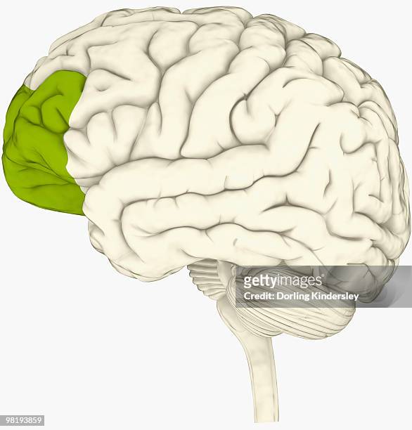digital illustration of prefrontal cortex of human brain highlighted in green - frontal lobe stock illustrations