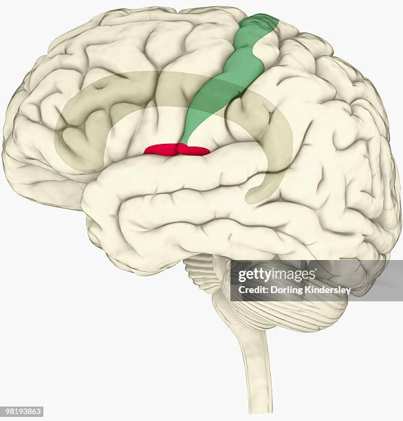 Insular Cortex Diagram