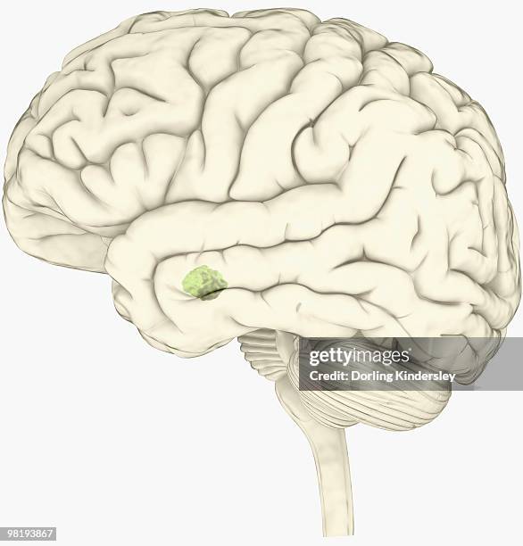 digital illustration of amygdala in human brain - amygdala stock illustrations