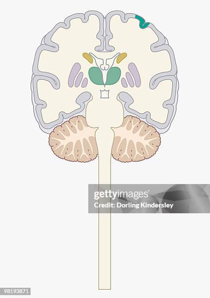 Dienc 860 Diencéfalo Stock Photos, High-Res Pictures, and Images - Getty Images