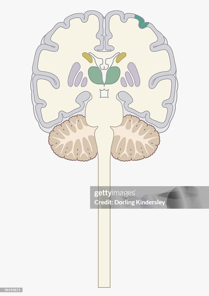 Digital cross section illustration of human brain
