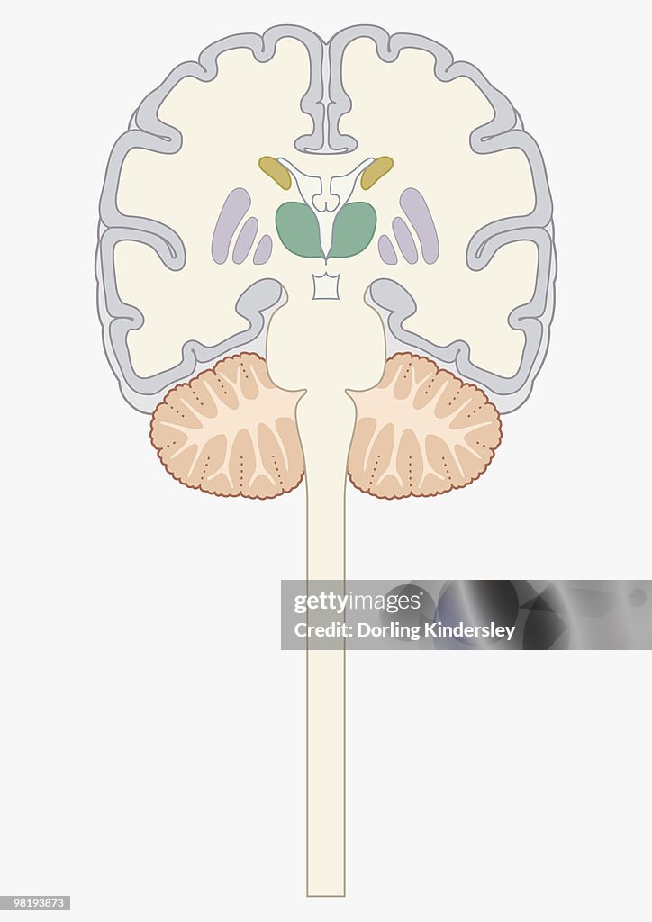 Digital cross section illustration of human brain