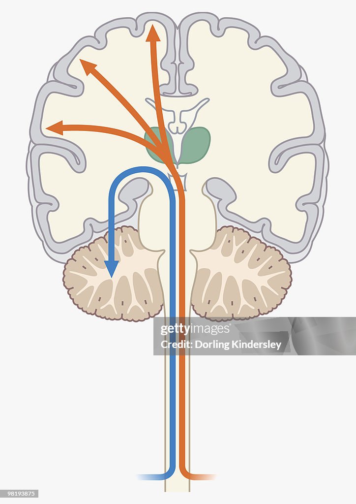 Digital illustration of unconscious and conscious pathways in human brain passing through thalamus ending in parietal lobe of cortex