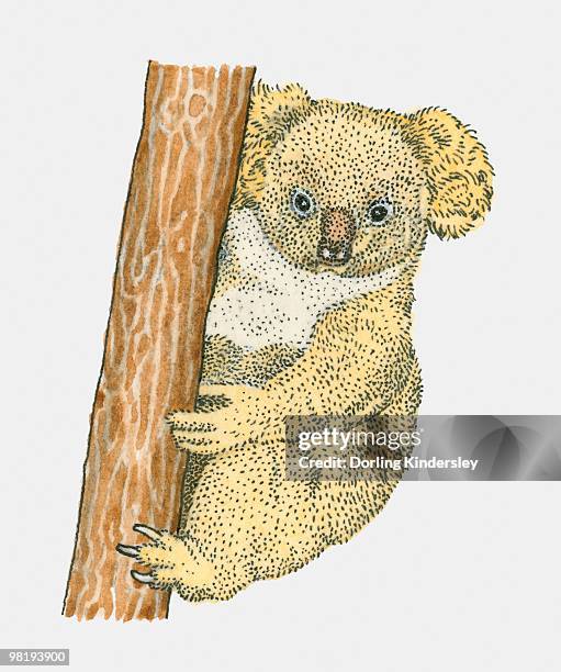 koala bear perching on a tree - baumbewohnendes tier stock-grafiken, -clipart, -cartoons und -symbole