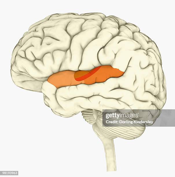 stockillustraties, clipart, cartoons en iconen met digital illustration of human brain with primary auditory cortex highlighted in orange and red - auditieve cortex