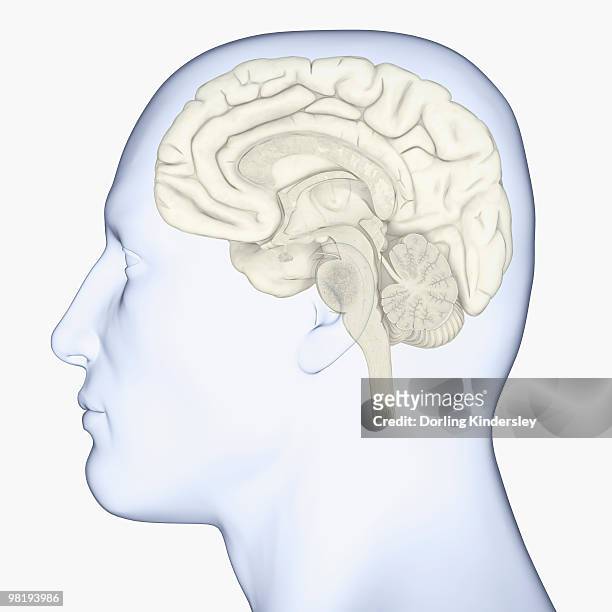illustrations, cliparts, dessins animés et icônes de digital illustration of head in profile showing brain - brain stem