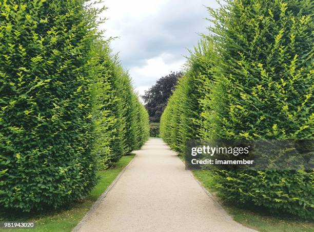 path in the park, nature background with copy space - park footpath stock pictures, royalty-free photos & images