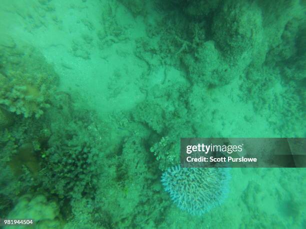 go pro testing - acanthaster planci imagens e fotografias de stock