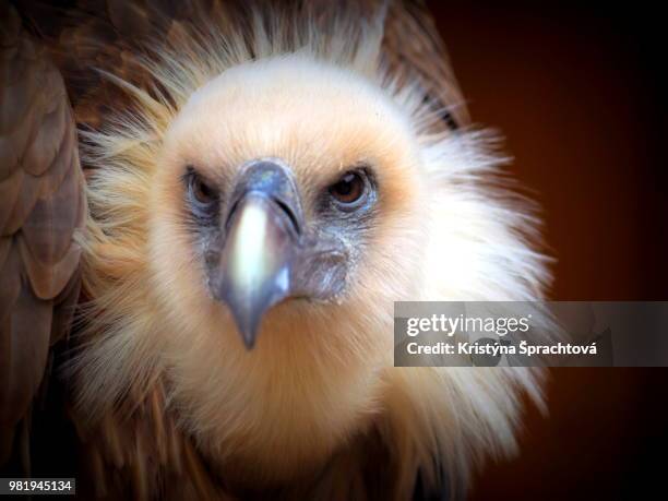 the portrait of vulture - czech hunters 個照片及圖片檔