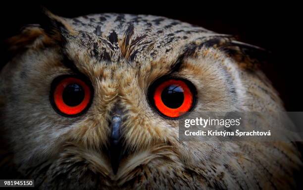 the portrait of horned owl - czech hunters 個照片及圖片檔