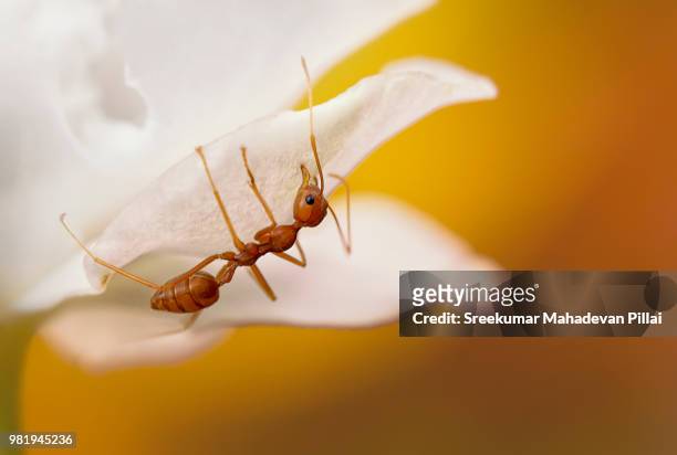 flower house - ants in house stockfoto's en -beelden