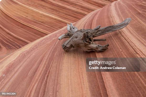 paria canyon-vermillion cliffs, arizona - formaciones de roca navajas fotografías e imágenes de stock
