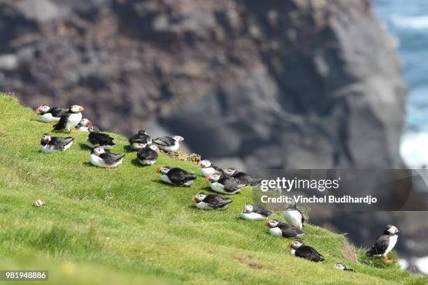 atlantic puffins resting on heimaey island in vestmannaeyjar, iceland. - vestmannaeyjar stock pictures, royalty-free photos & images