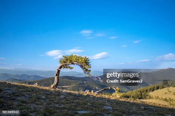 lone tree - lone tree colorado stock pictures, royalty-free photos & images