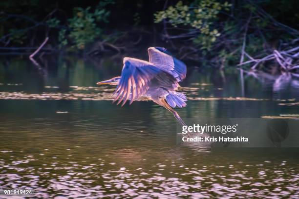 blue heron splashdown - splashdown stock pictures, royalty-free photos & images