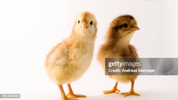 young chicks - chicken feather stock pictures, royalty-free photos & images