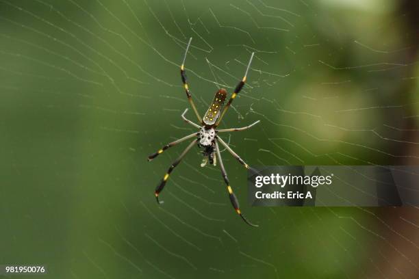 spider - orb web spider stock pictures, royalty-free photos & images