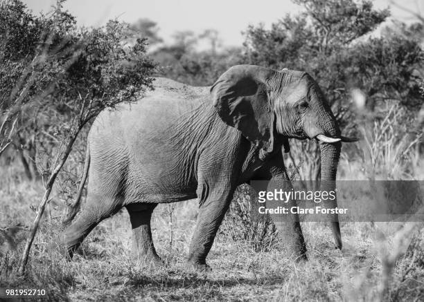 nelly the elephant - vulnerable species stock pictures, royalty-free photos & images