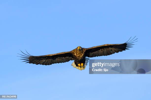 white-tailed eagle or sea eagle hunting in the sky over northern norway - sjoerd van der wal or sjo imagens e fotografias de stock
