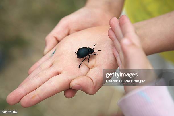 hand holding beetle - oliver eltinger stock pictures, royalty-free photos & images