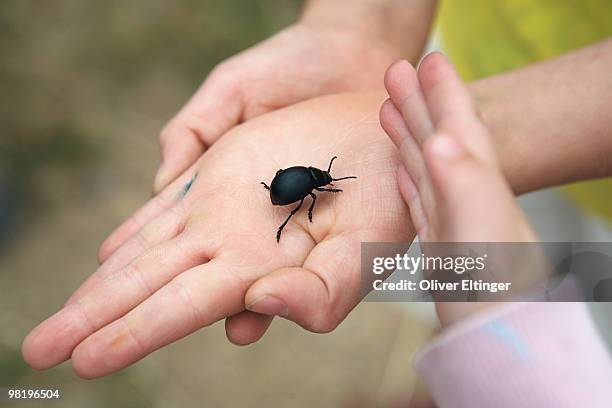 hand holding beetle - oliver eltinger - fotografias e filmes do acervo