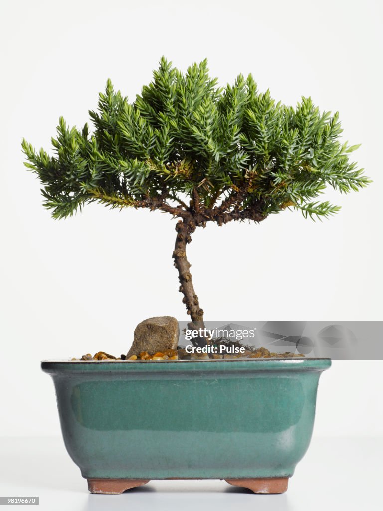 Bonsai tree.