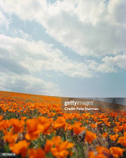 california poppy reserve - antelope valley poppy reserve stock pictures, royalty-free photos & images