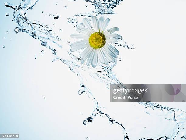 water splashing daisy. - chrysanthemum superbum stock-fotos und bilder