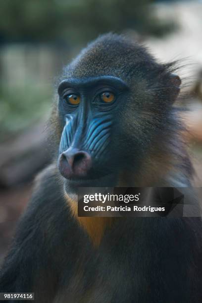 portrait of a female mandrill. - mandrillo foto e immagini stock