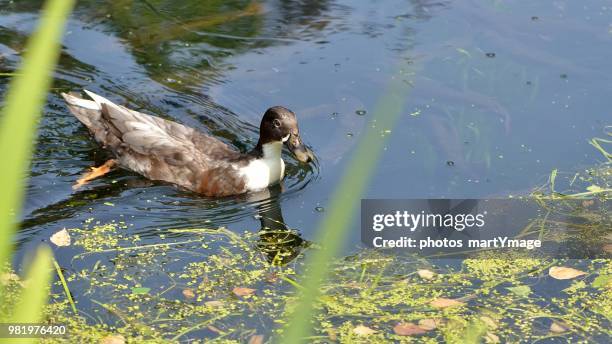 canard - canard stock pictures, royalty-free photos & images