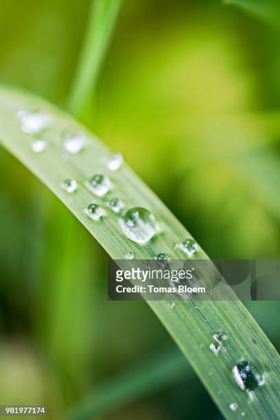 dew and grass on a early morning - bloem plant stock pictures, royalty-free photos & images