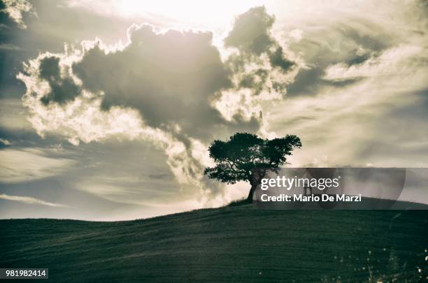 il mio albero - albero stock pictures, royalty-free photos & images