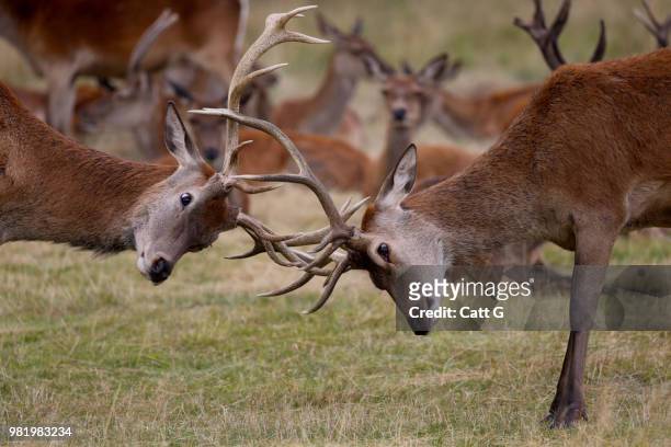 red deer stags fighting in richmond park, london, england. - richmond park stock pictures, royalty-free photos & images