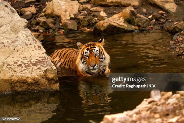 a tiger swimming in ranthambore national park, sawai madhopur, india. - sawai madhopur stock pictures, royalty-free photos & images