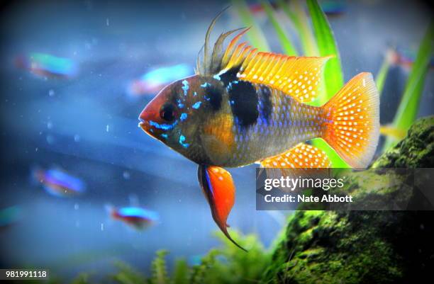 Blue Ramp Fish 34 Blue Ram Fish Stock Photos, High-Res Pictures, and Images - Getty Images