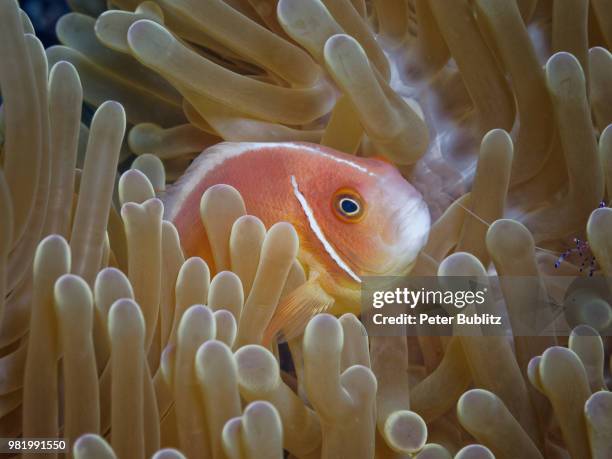 halsband-anemonenfisch - halsband stock pictures, royalty-free photos & images