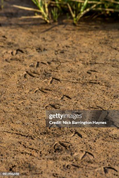 footsteps in the mud - nick haynes stock pictures, royalty-free photos & images