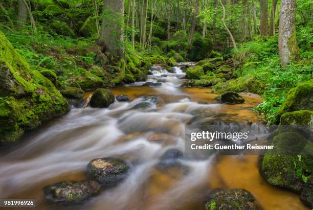 amber colored ysper - amber brooks stock pictures, royalty-free photos & images