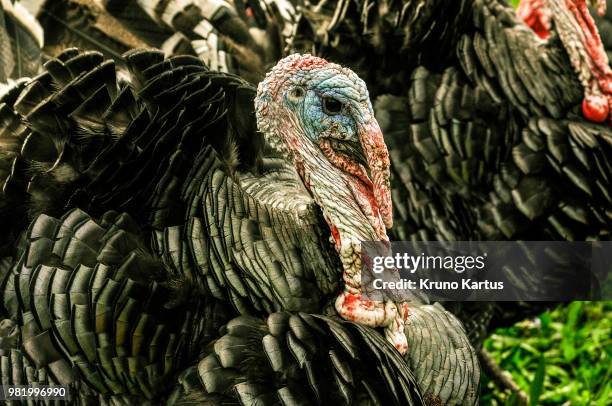 ugly truth - ugly turkey stock pictures, royalty-free photos & images