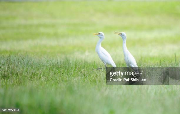 egrets - pai stockfoto's en -beelden